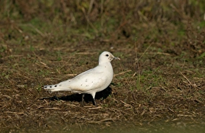 Seabird Prints: Ivory Gull (Pagophila eburnea) immature