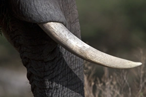Ivory Prints: The Ivory tusk of the African Elephant from Botswana
