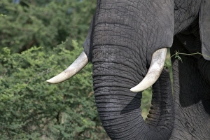 Botswana Prints: The Ivory tusks of the African Elephant from Botswana