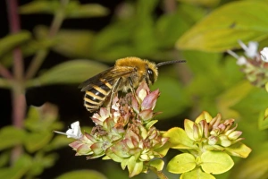 Kent Prints: Ivy Bee (Colletes hederae) adult male