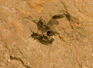 Burrow Prints: Ivy Bee (Colletes hederae) four adults