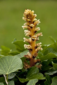 Ivy Broomrape (Orobanche hederae) flowering, parasitic on ivy, Picos de Europa, Cantabrian Mountains, Spain, June