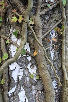 Stem Prints: Ivy (Hedera helix) close-up of stems