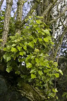 Elder Prints: Ivy (Hedera helix) in flower, growing on Elder (Sambucus nigra) trunk