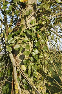 Hedge Row Prints: Ivy (Hedera helix) leaves, climbing tree trunk in hedgerow