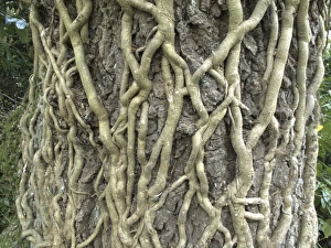 Roots Prints: Ivy (Hedera helix) roots climbing tree trunk, Devon, England, april