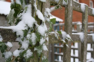 Ivies Prints: Ivy (Hedera helix) snow covered leaves
