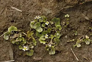County Prints: Ivy-leaved Crowfoot (Ranunculus hederaceus) flowering