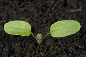 Scrophulariaceae Prints: Ivy-leaved speedwell, Veronica hederifolia