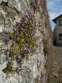 Scrophulariaceae Prints: Ivy-leaved Toadflax (Cymbalaria muralis) flowering