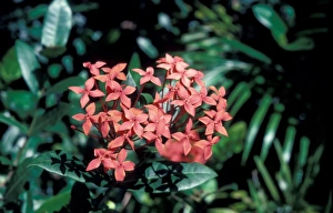 Seychelles Prints: Ixora flowers - Seychelles