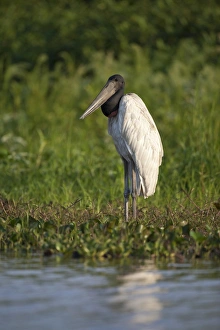 Stork Prints: Jabiru (Jabiru mycteria) adult, standing on riverbank, Pantanal, Mato Grosso, Brazil