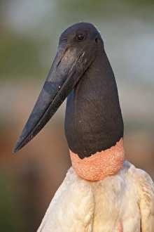 Stork Prints: Jabiru (Jabiru mycteria) adult