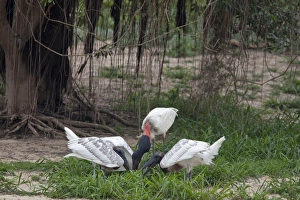 Stork Prints: Jabiru (Jabiru mycteria) adult feeding two chicks, Pantanal, Mato Grosso, Brazil