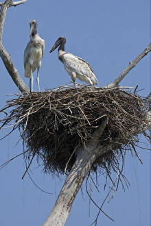 Stork Prints: Jabiru (Jabiru mycteria) two chicks, standing on nest, Pantanal, Mato Grosso, Brazil
