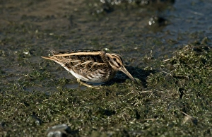 Marshlands Prints: Jack Snipe (Lymnocryptes minimus) adult, feeding on wetland, Merseyside, England, October