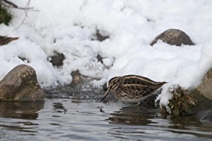 Snipes Prints: Jack Snipe (Lymnocryptes minimus) adult