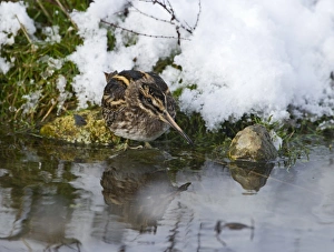 Snipes Prints: Jack Snipe (Lymnocryptes minimus) adult