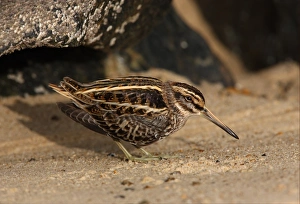 Jack Snipe (Lymnocryptes minimus) adult, freshly arrived migrant resting on beach, Norfolk, England, october