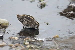 Jack Snipe (Lymnocryptes minimus) adult, feeding in shallow water during snowfall, Warwickshire, England, March