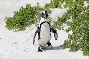 Jackass Penguin (Spheniscus demersus) adult, with nesting material in beak, walking on sand, Boulders Beach