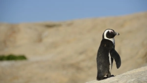Penguin Prints: Jackass Penguin (Spheniscus demersus) adult, standing on coastal rock, South Africa, March
