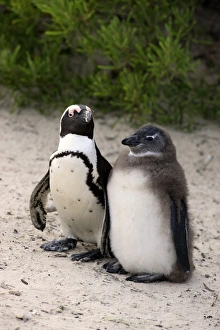 Seabird Prints: Jackass Penguin (Spheniscus demersus) adult with young