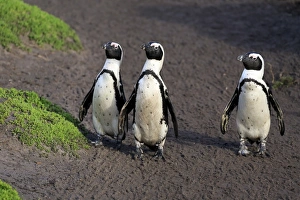 Seabird Prints: Jackass Penguin (Spheniscus demersus) three adults