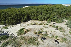 Colonial Prints: Jackass Penguin (Spheniscus demersus) adults