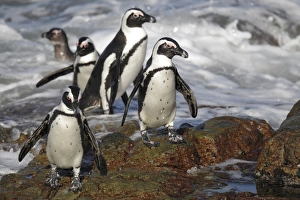 Jackass Penguin (Spheniscus demersus) adults, group coming ashore through surf, Bettys Bay, Western Cape, South Africa