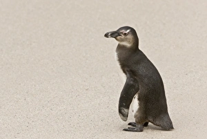 Cape Prints: Jackass Penguin (Spheniscus demersus) juvenile