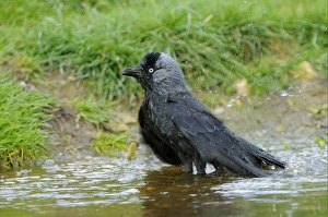 Jackdaws Prints: Jackdaw (Corvus monedula) adult, bathing, Oxfordshire, England, april