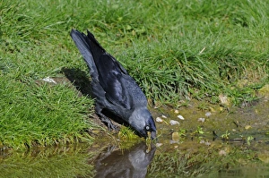 Jackdaws Prints: Jackdaw (Corvus monedula) adult, drinking, Oxfordshire, England, april