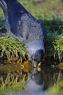 Jackdaws Prints: Jackdaw (Corvus monedula) adult, drinking from pond, Oxfordshire, England, march