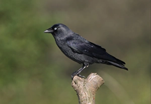 Jackdaw (Corvus monedula) adult, perched on post, Norfolk, England, september