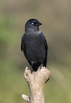 Jackdaw (Corvus monedula) adult, perched on post, Norfolk, England, september