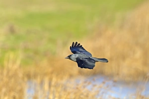 Jackdaw (Corvus monedula) adult, in flight, Norfolk, England, january