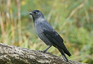 Jackdaws Prints: Jackdaw (Corvus monedula) adult, perched on branch, England