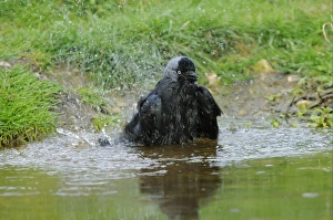 Jackdaw (Corvus monedula) adult, bathing, Oxfordshire, England, april