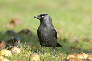 Jackdaw (Corvus monedula) adult, standing on ground amongst windfall apples, England, january