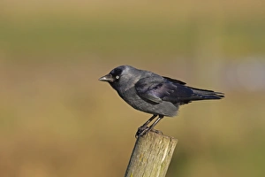 Jackdaw (Corvus monedula) adult, perched on fencepost, Norfolk, England, December