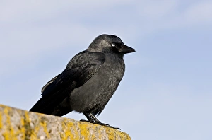 Corvids Prints: Jackdaw (Corvus monedula) adult, perched on wall, Lynmouth, Devon, England, November