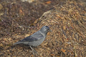 Northern Ireland Prints: Jackdaw (Corvus monedula) adult