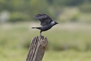 Corvids Prints: Jackdaw (Corvus monedula) adult, taking off from post, Suffolk, England, June