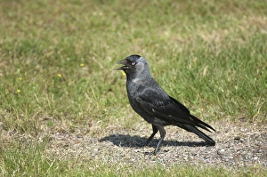 Pants Prints: Jackdaw (Corvus monedula) adult, panting, standing on ground, Sweden