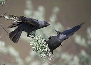 Central Europe Prints: Jackdaw (Corvus monedula) two adults, squabbling on branch, Hortobagy N. P. Hungary, April