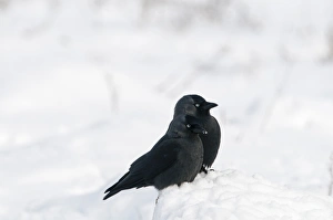 Jackdaws Prints: Jackdaw (Corvus monedula) two adults