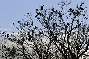 Jackdaws Prints: Jackdaw (Corvus monedula) flock