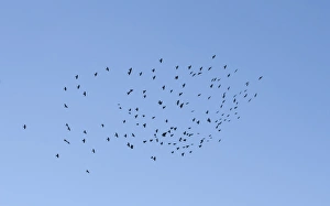 Jackdaw (Corvus monedula) flock, in flight, Northern Spain, september