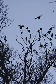 Corvids Prints: Jackdaw (Corvus monedula) flock